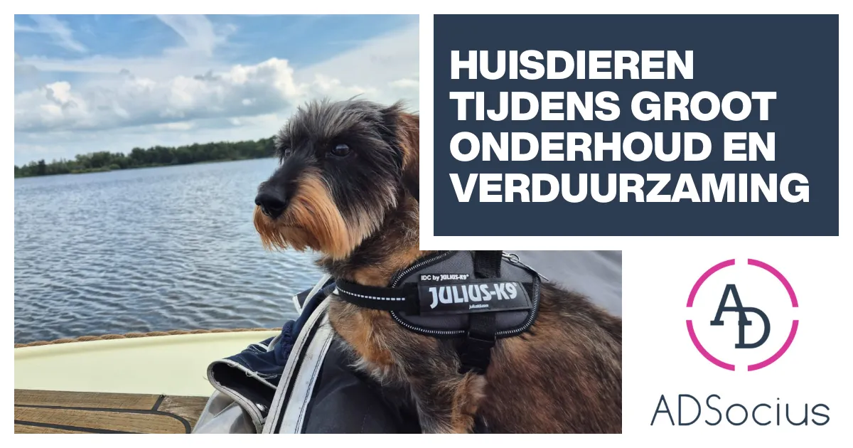 Huisdieren tijdens groot onderhoud en verduurzaming